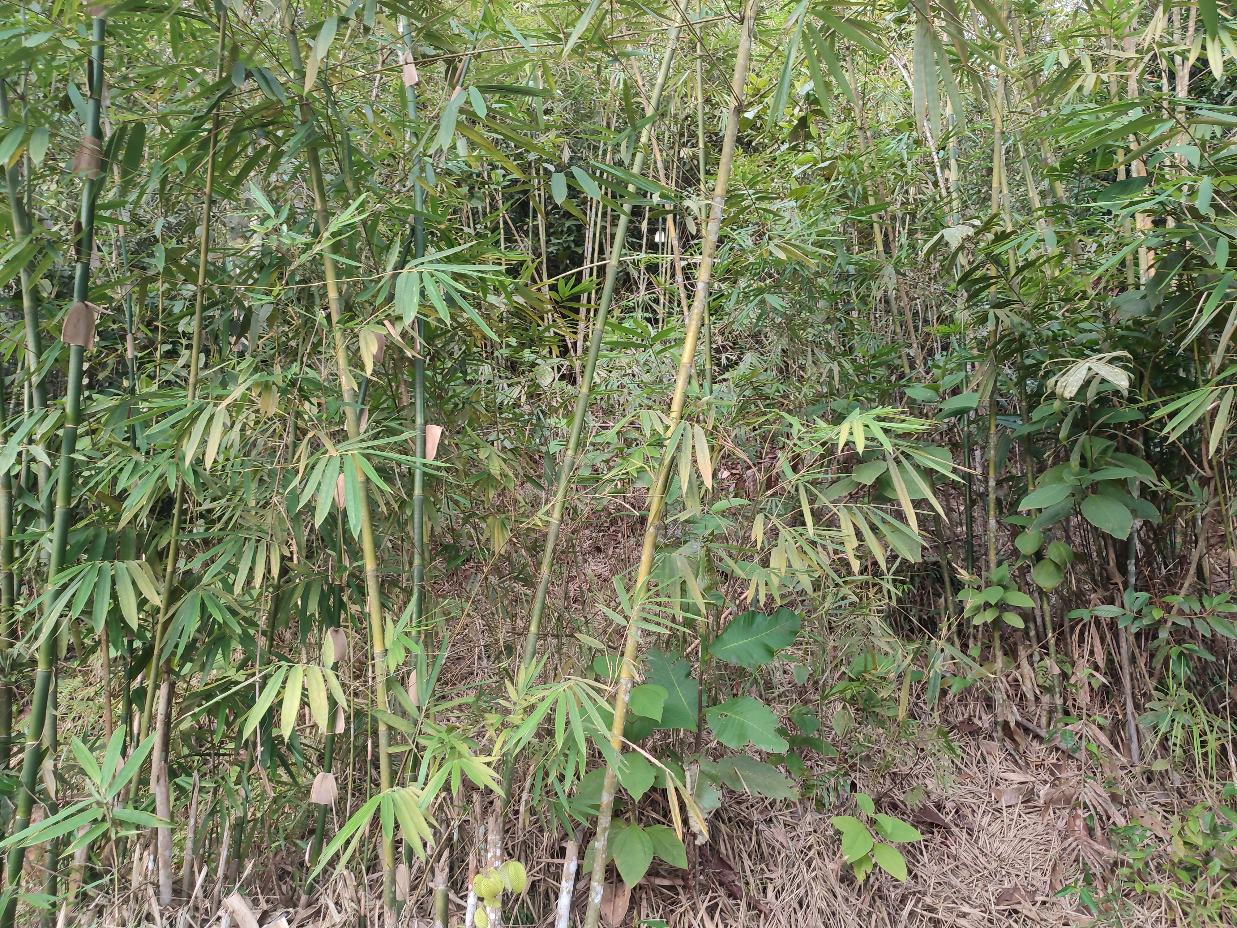 Pemandangan Bukit Piantus